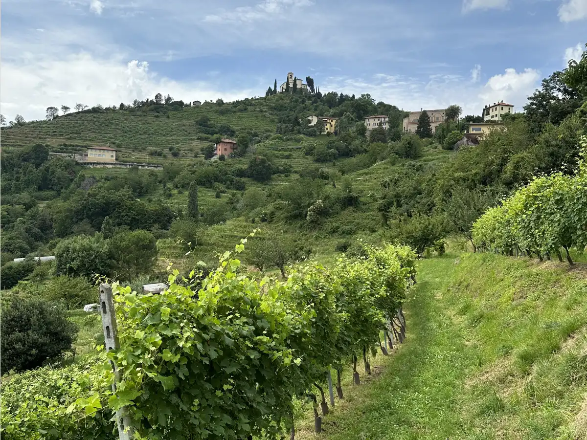 Le vigne del Passonino sulle colline di Montevecchia